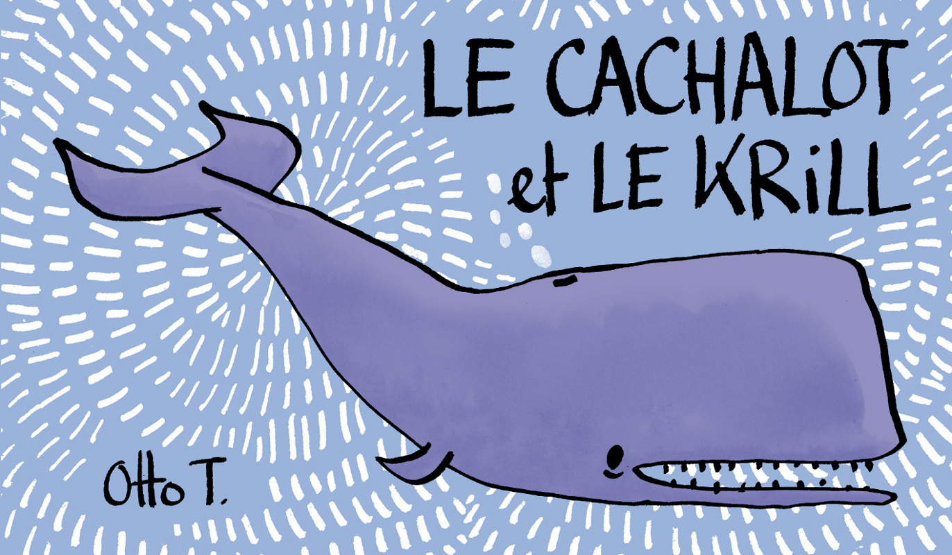 Le Cachalot Et Le Krill